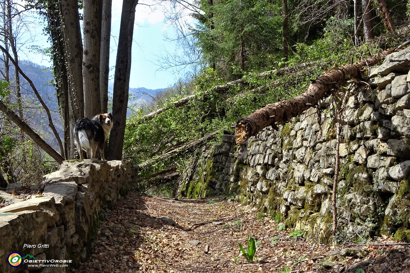 21 Alberi abbattuti dalla furia del vento.JPG